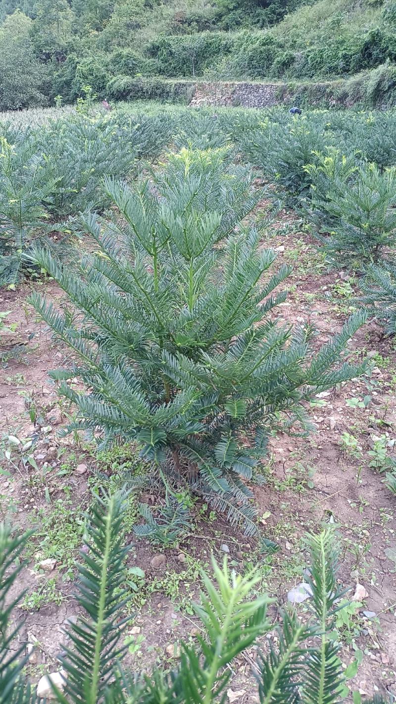 三尖杉地植苗，苗高1米，数量50000棵