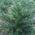三尖杉地植苗，苗高1米，数量50000棵