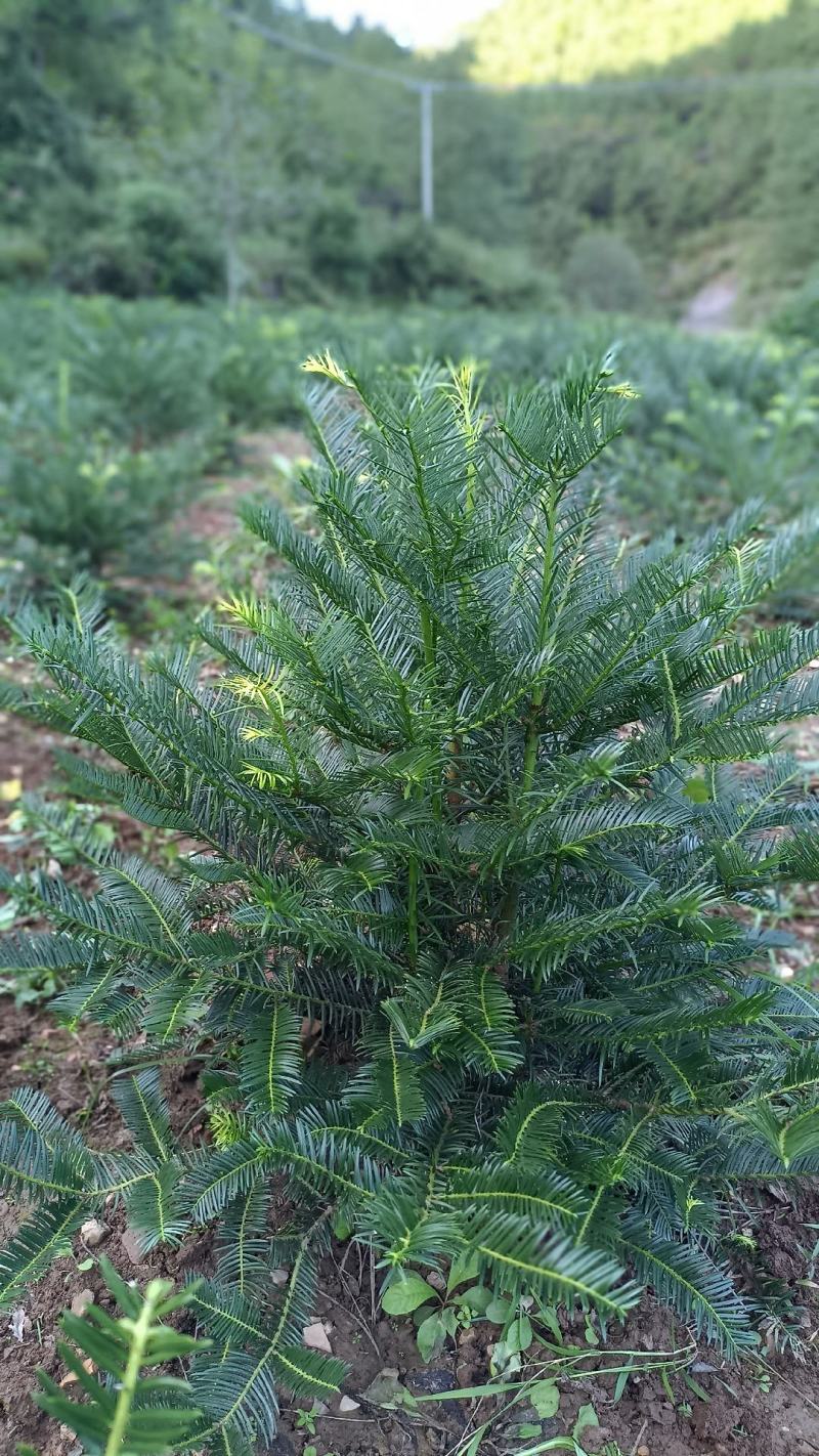 三尖杉地植苗，苗高1米，数量50000棵