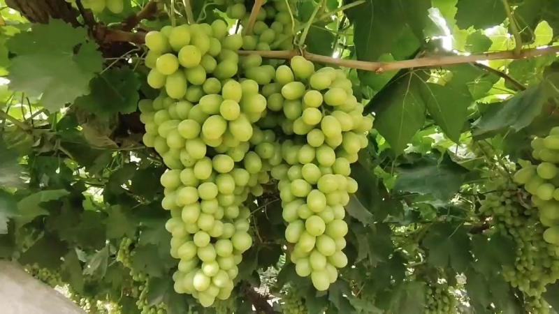 敦煌无核白葡萄大量上市，产地直销，保质保量，货源充足