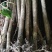 桂花苗桂花苗八月桂地径0.5～3公分任你选10起卖
