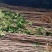 桂花苗桂花苗八月桂地径0.5～3公分任你选10起卖