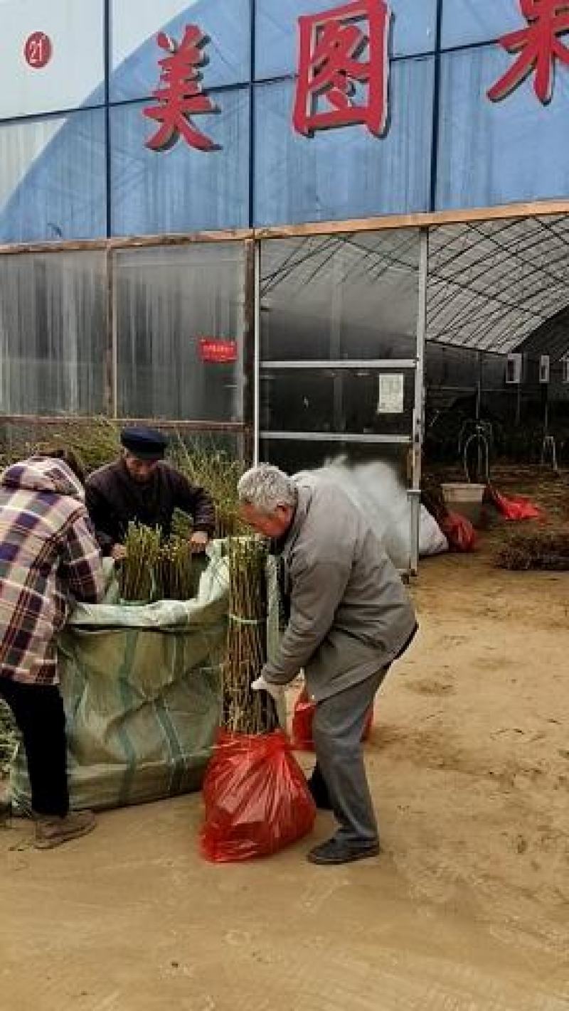 黑籽石榴品种，大果黑色石榴树苗，黑籽石榴品种，基地直供
