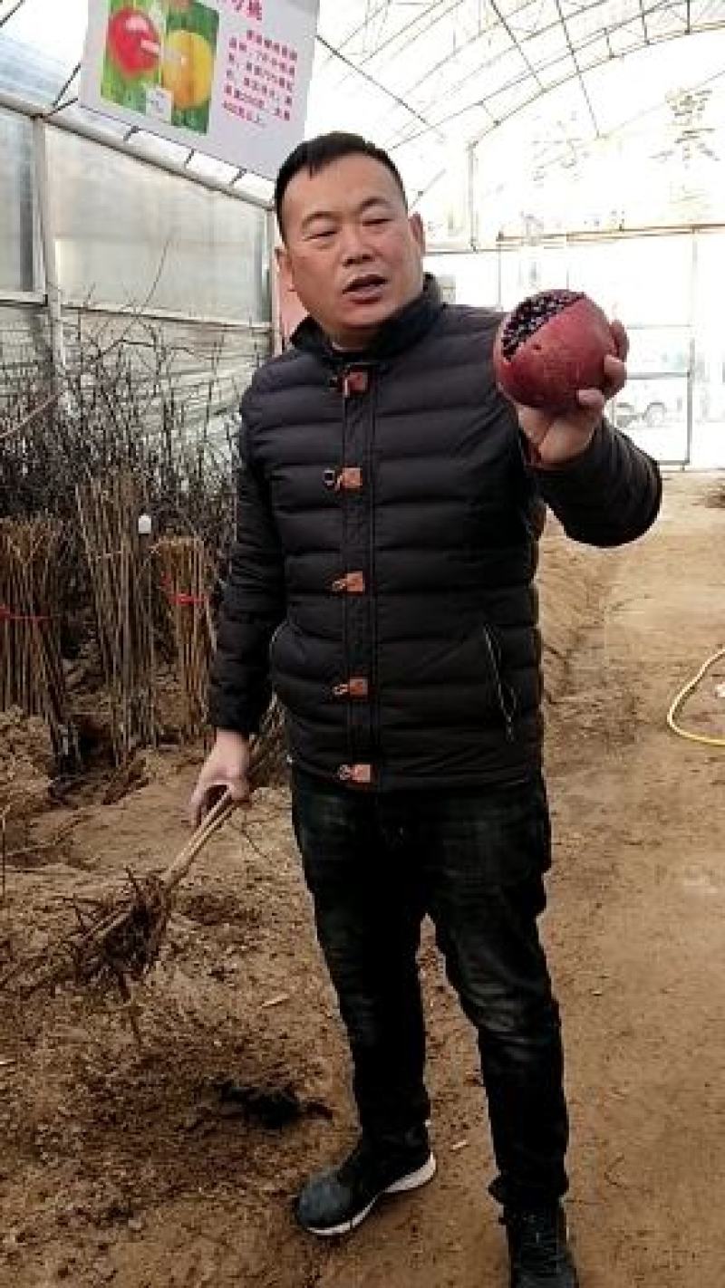 黑籽石榴品种，大果黑色石榴树苗，黑籽石榴品种，基地直供