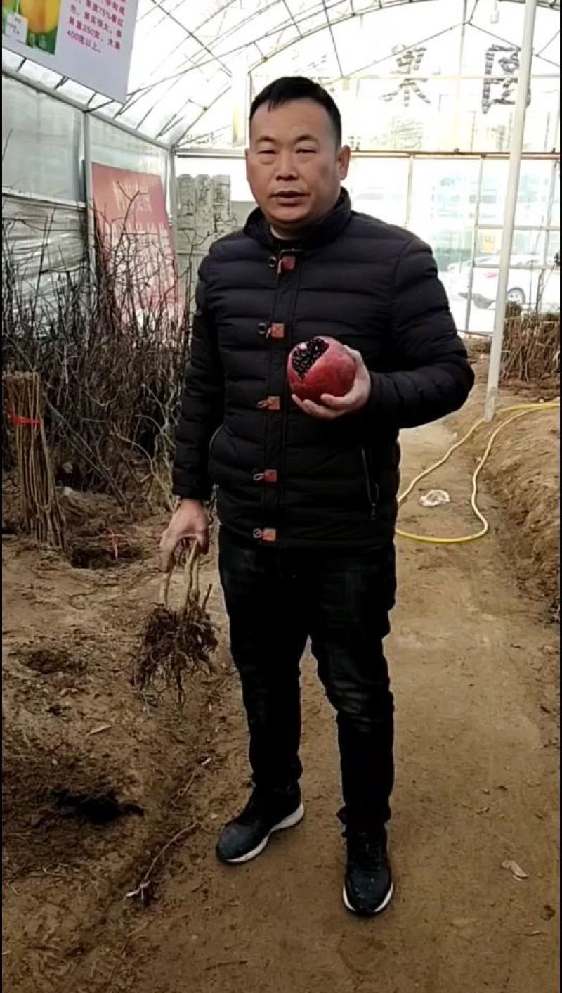 黑籽石榴品种，大果黑色石榴树苗，黑籽石榴品种，基地直供