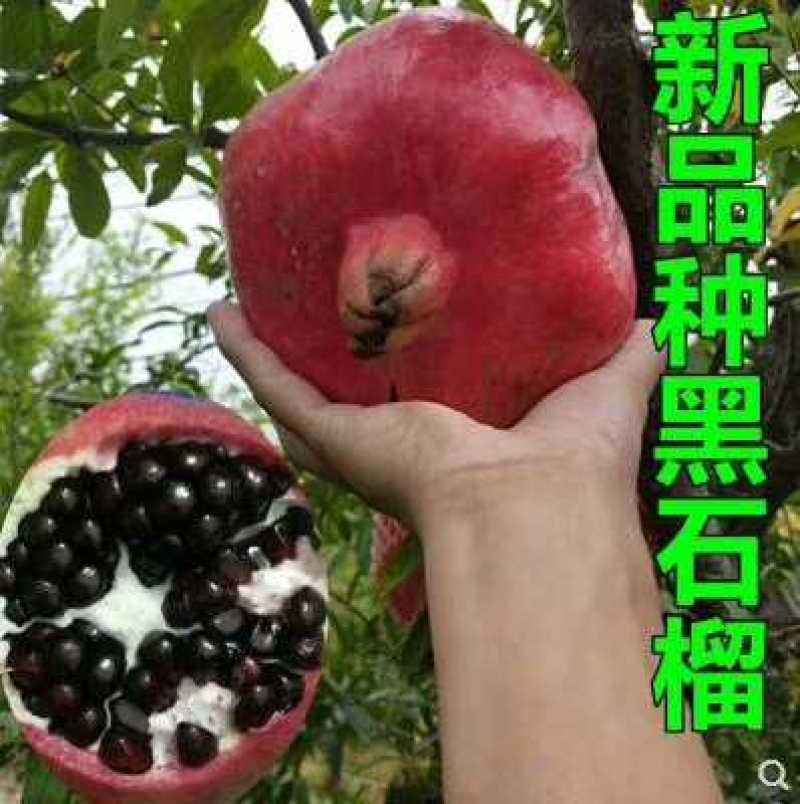 黑籽石榴品种，大果黑色石榴树苗，黑籽石榴品种，基地直供
