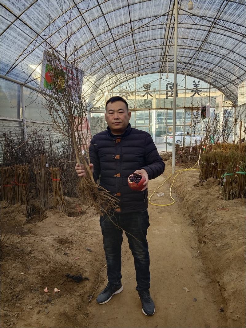 黑籽石榴品种，大果黑色石榴树苗，黑籽石榴品种，基地直供