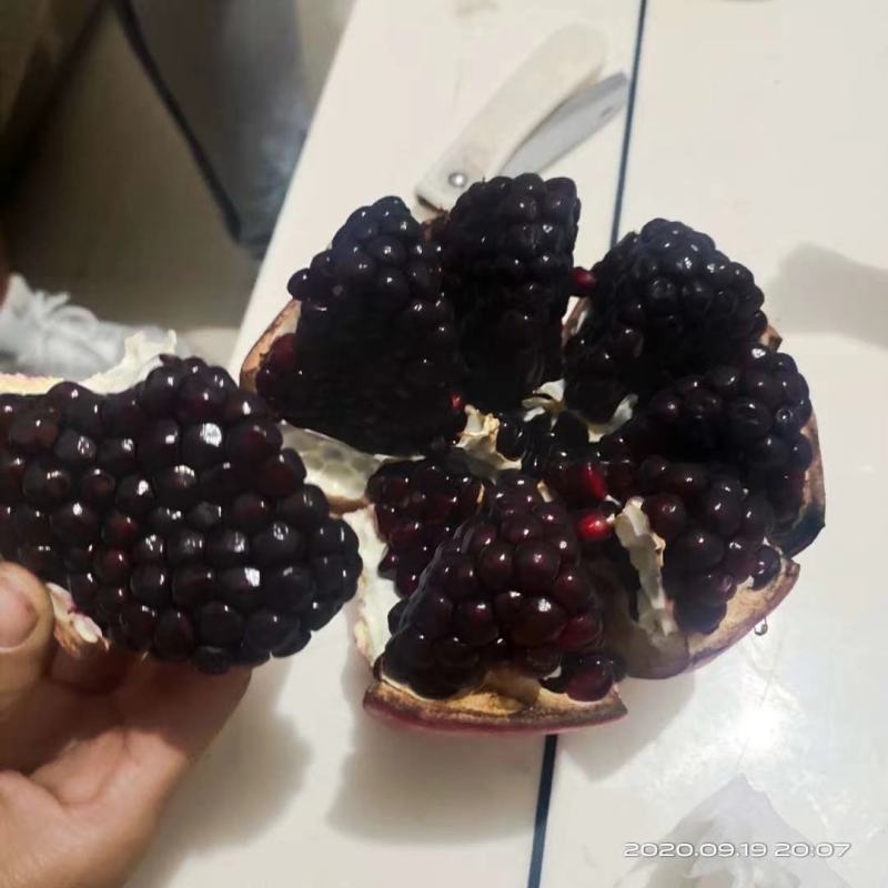 黑籽石榴品种，大果黑色石榴树苗，黑籽石榴品种，基地直供