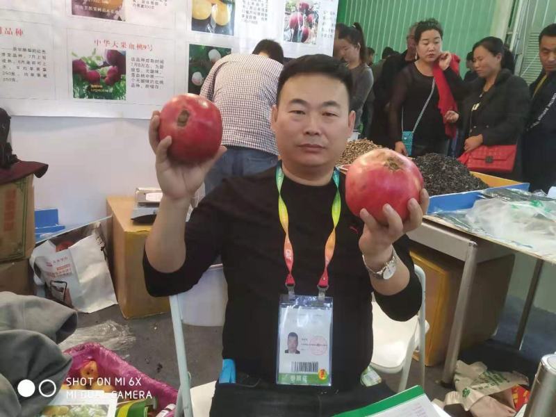 黑籽石榴品种，大果黑色石榴树苗，黑籽石榴品种，基地直供