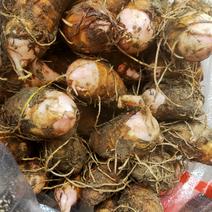 红芽芋一手货源万亩基地大量开挖，质量保证，欢迎选购