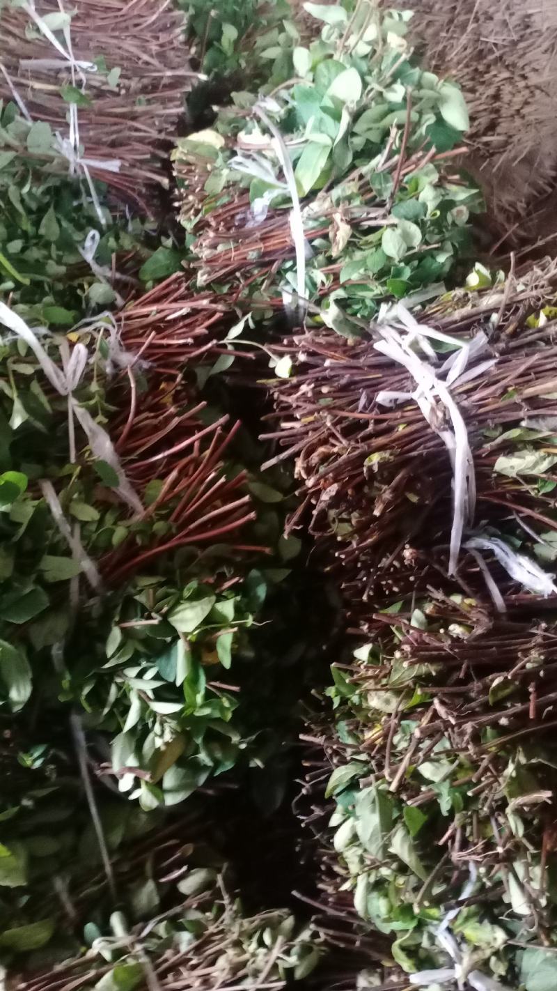 四季金银花老桩，一手货源产地直发，盆栽地栽都可以