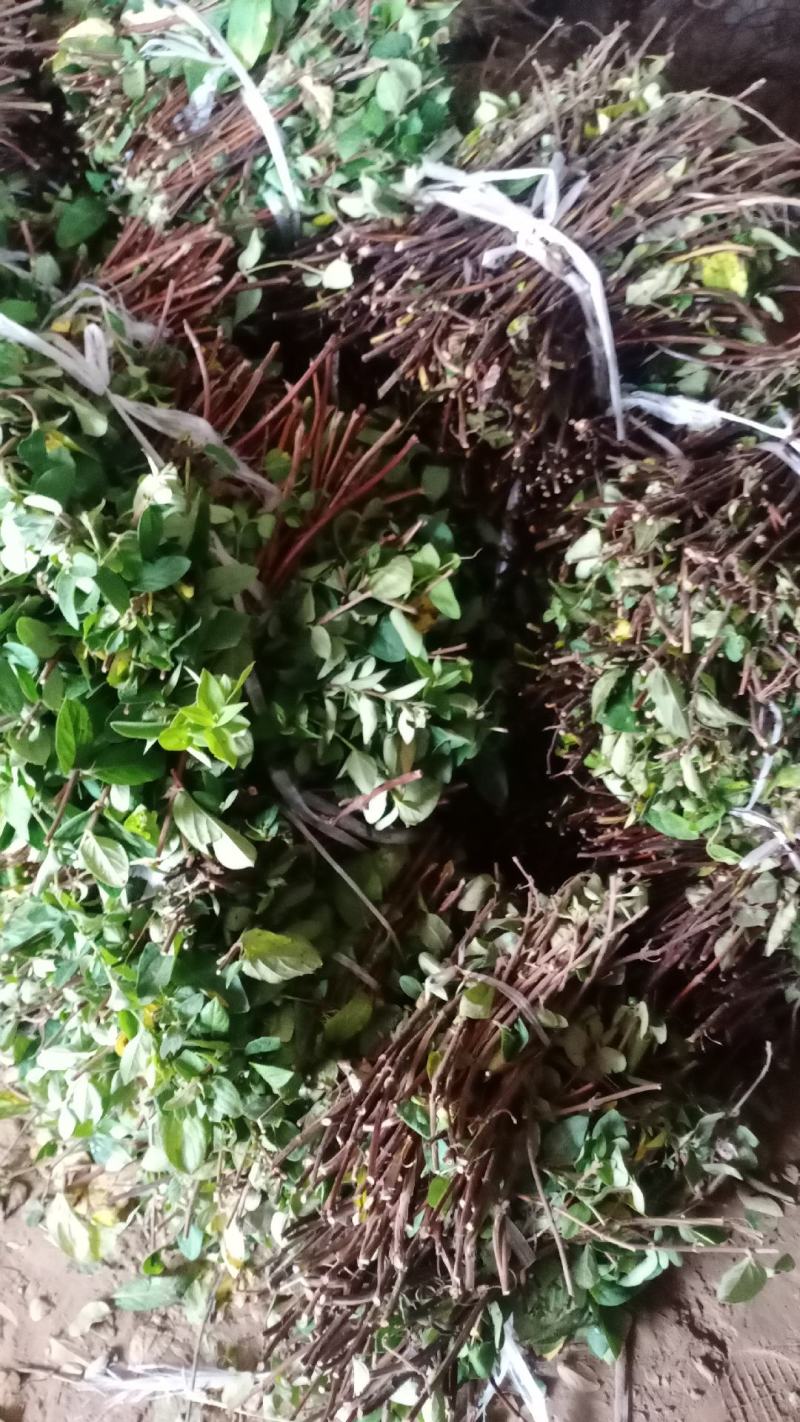 四季金银花老桩，一手货源产地直发，盆栽地栽都可以