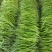 山东潍坊青州线椒大量走货欢迎咨询采购一手货源保质保量