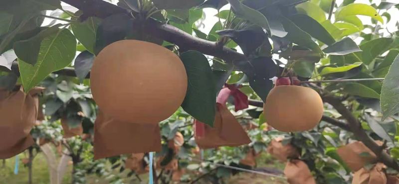 秋月梨，果品太好了！都是回头客！自家梨园大量装车！超级甜