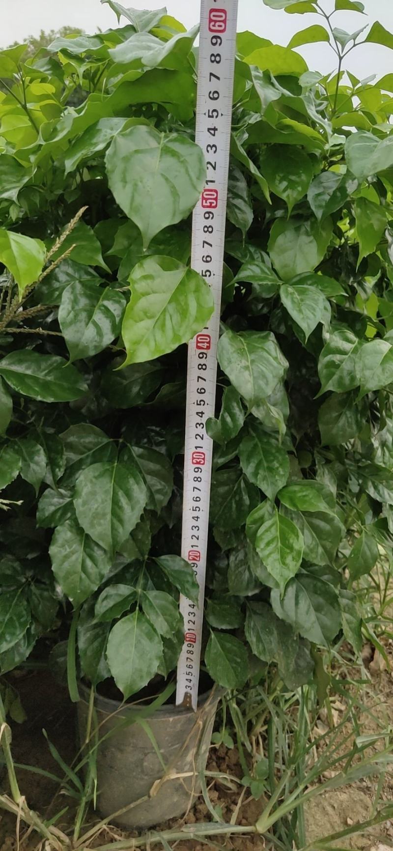 幸福树盆栽客厅办公室造型绿植绿宝