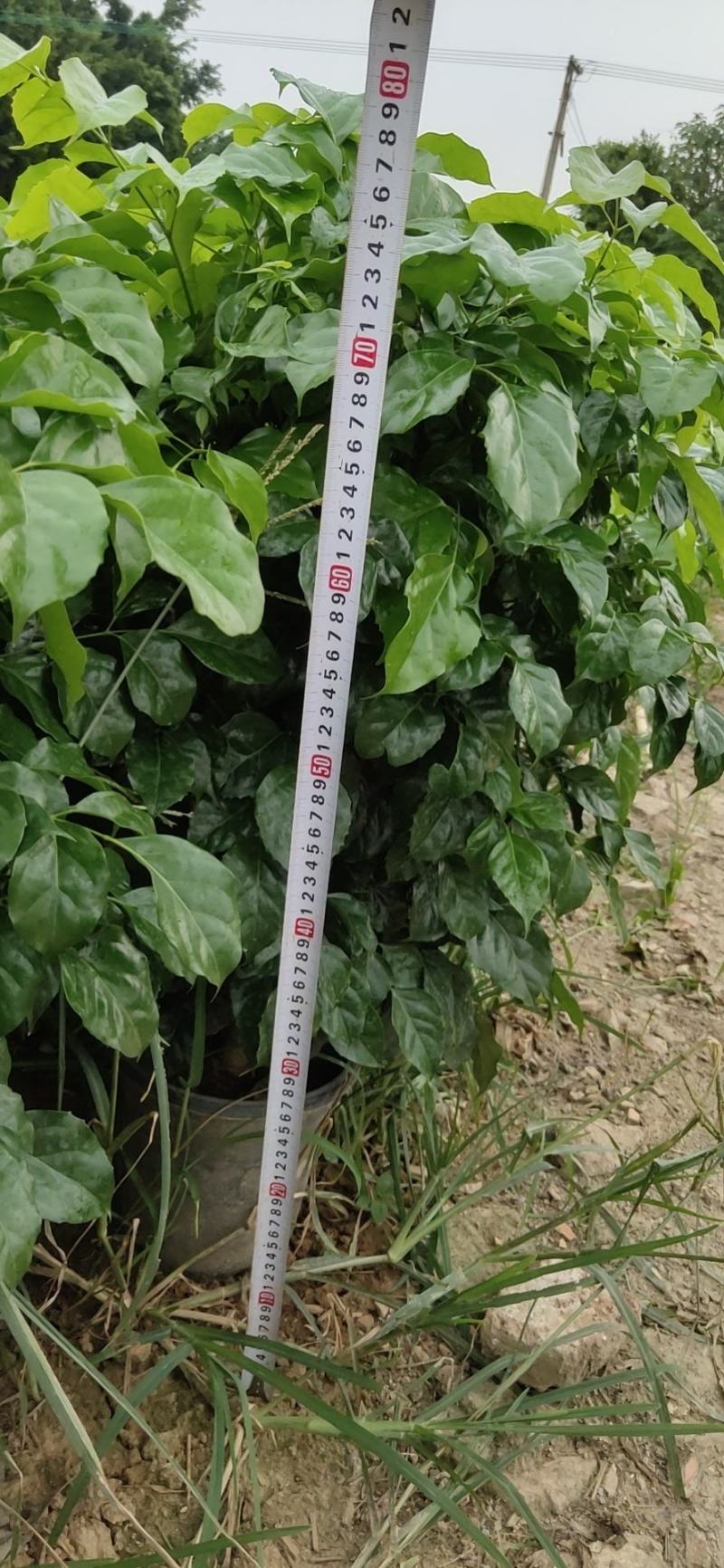 幸福树盆栽客厅办公室造型绿植绿宝
