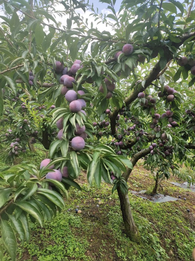 红翠李大量上市需要的联系我