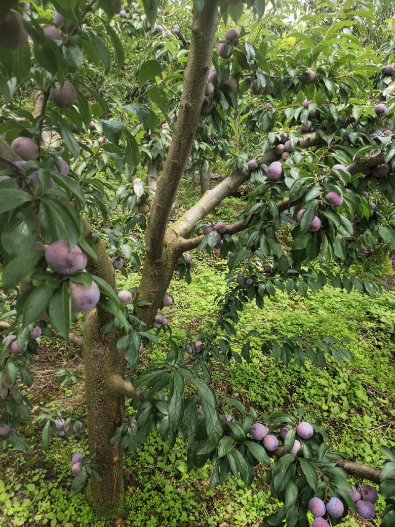 红翠李大量上市需要的联系我