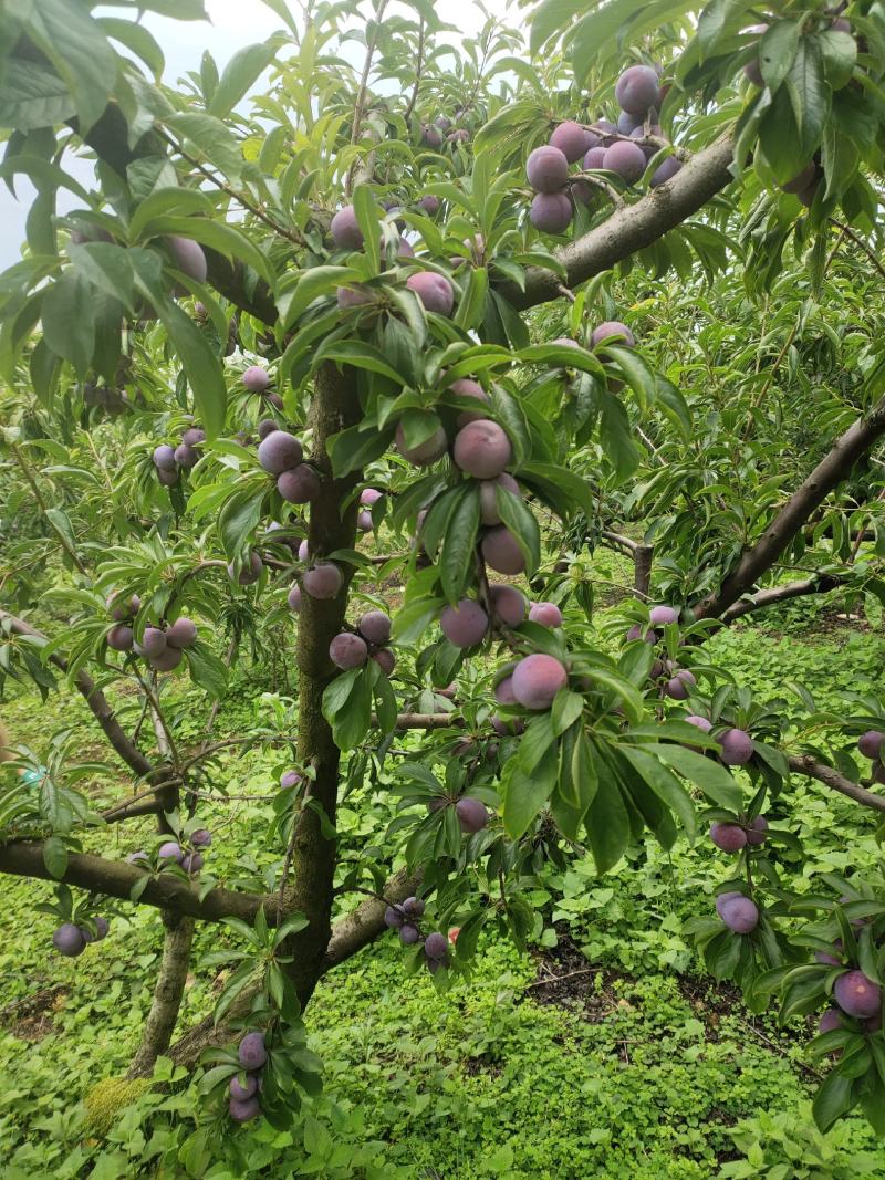 红翠李大量上市需要的联系我