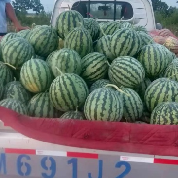 大型甜蜜蜜西瓜种植基地