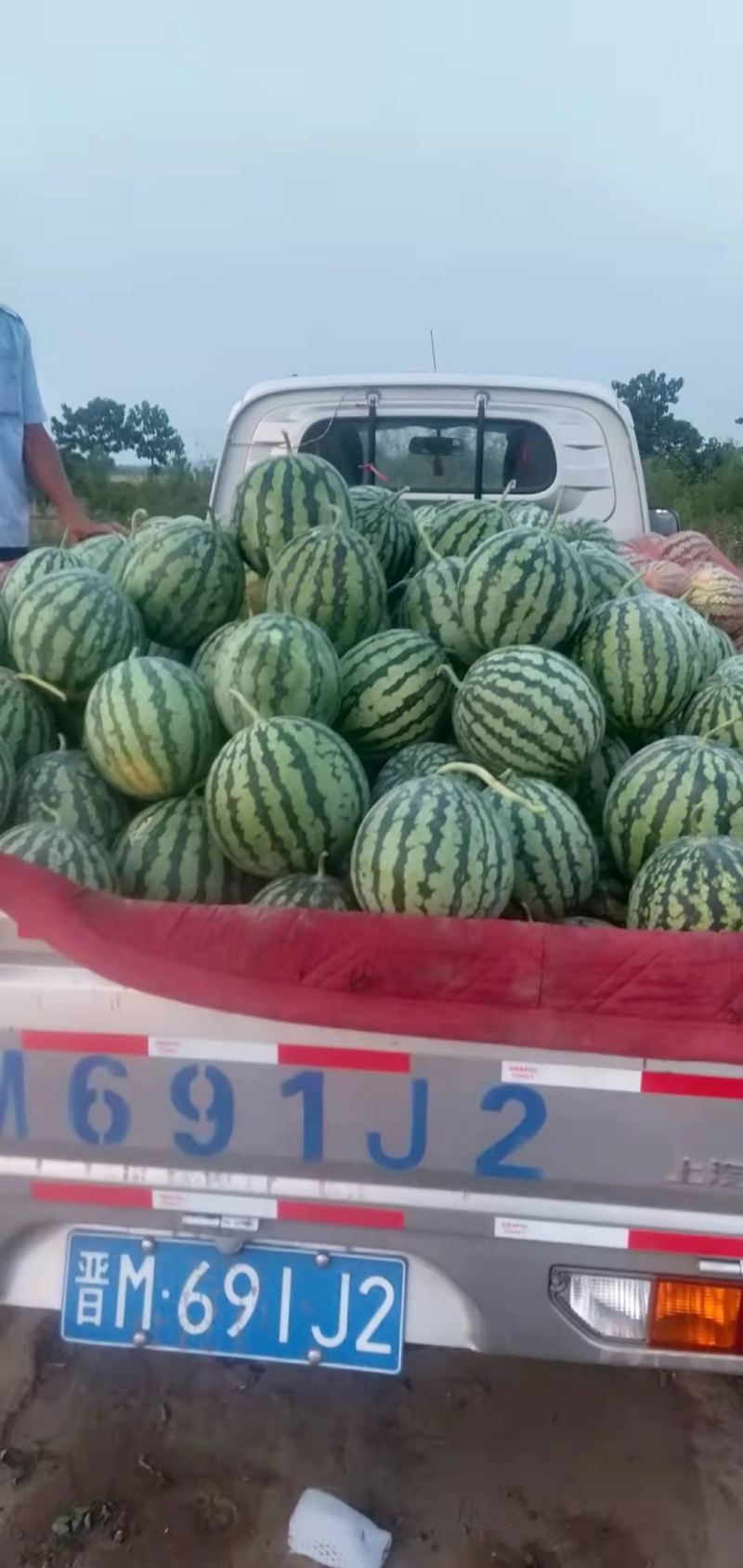 大型甜蜜蜜西瓜种植基地