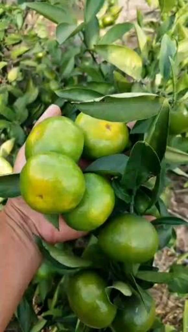 特早蜜桔皮薄、汁多、质量保证，大量上市欢迎老板过来踩购。