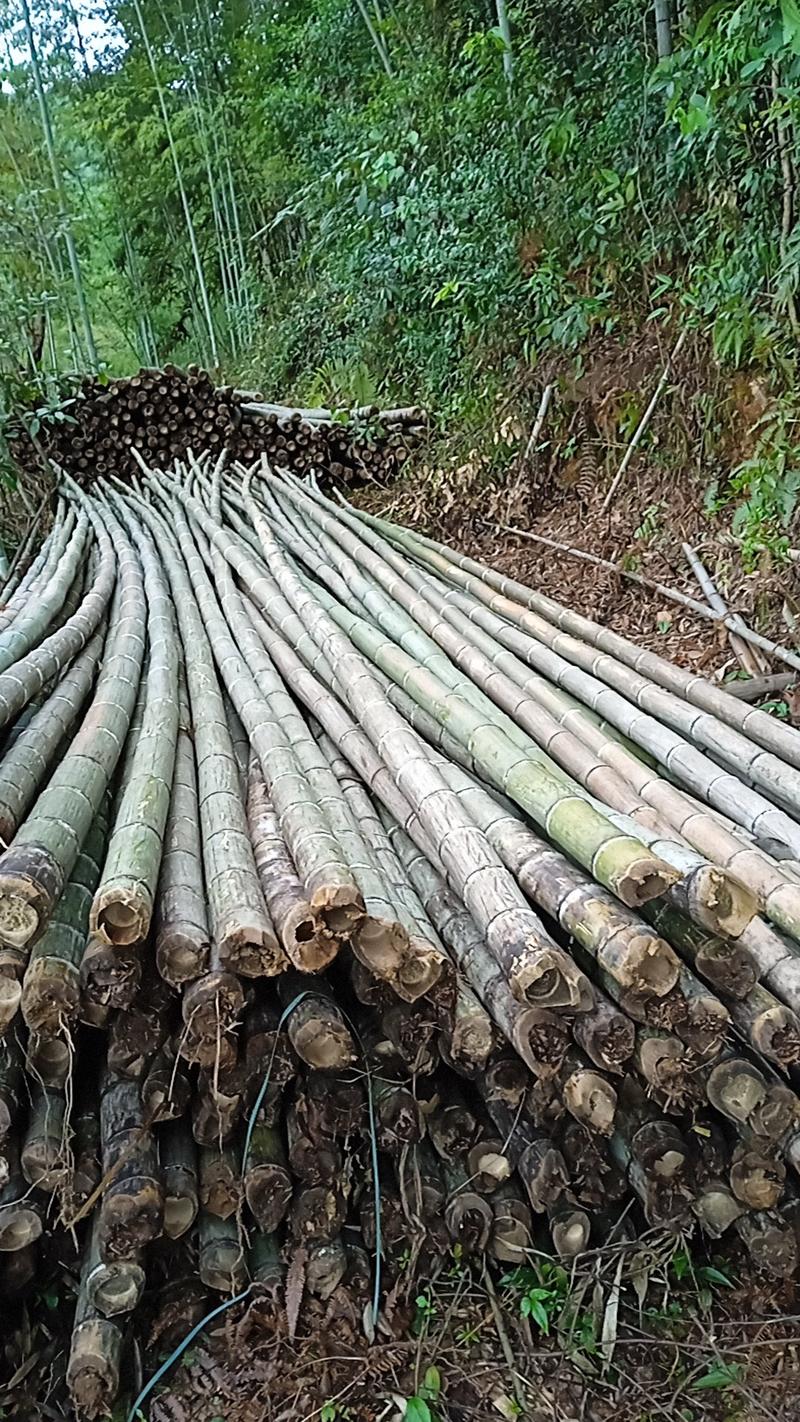 仁化深山老林竹，竹体肉厚非常直硬性好适合排山竹品加工。