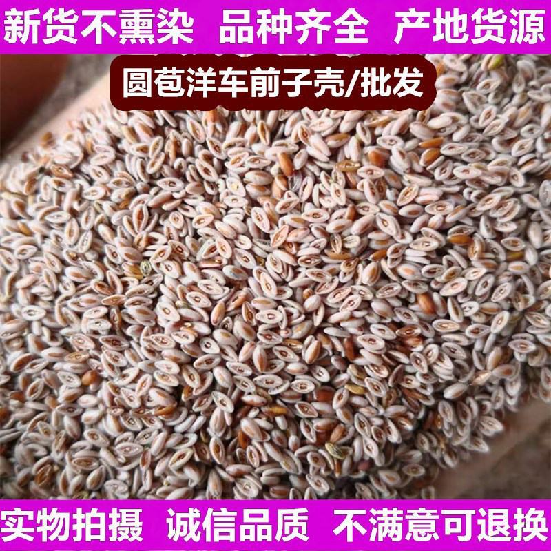 洋车前子颗粒饱满大量批发正品无硫专营批发