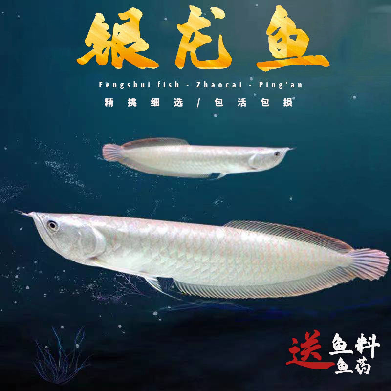 银龙鱼活体鱼苗热带观赏鱼淡水中大型风水鱼鹦鹉地图招财鱼包