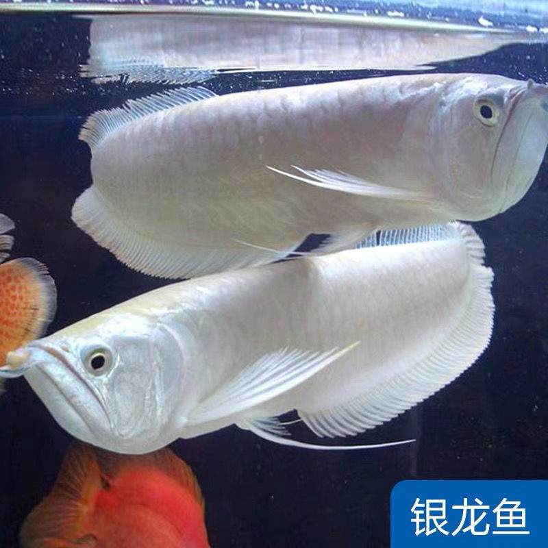 银龙鱼活体鱼苗热带观赏鱼淡水中大型风水鱼鹦鹉地图招财鱼包