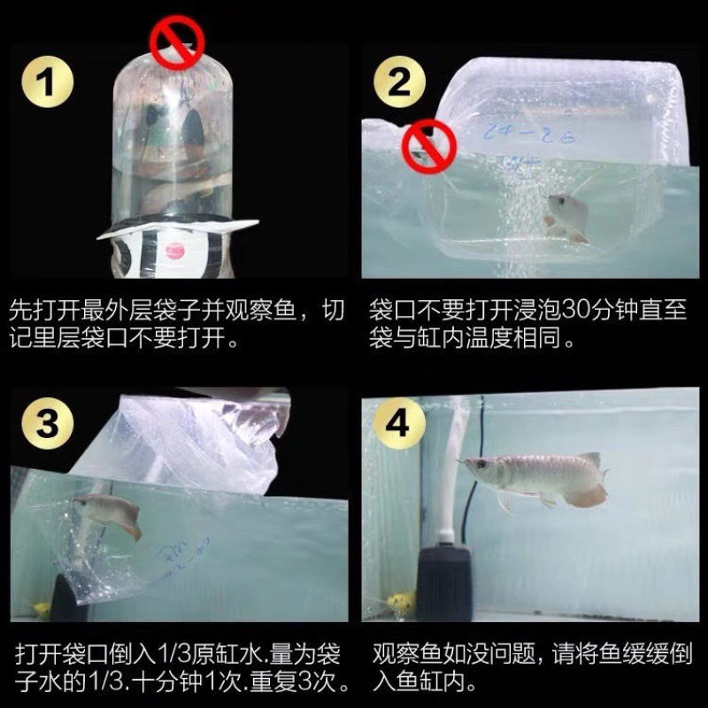银龙鱼活体鱼苗热带观赏鱼淡水中大型风水鱼鹦鹉地图招财鱼包