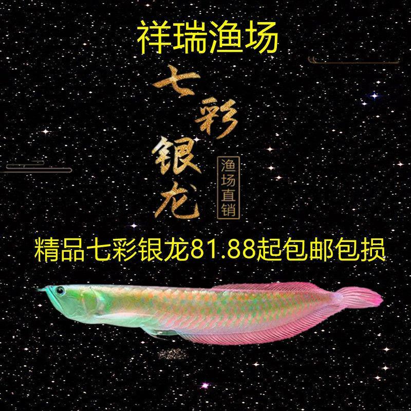 七彩银龙鱼活体观赏鱼苗招财热带风水鱼淡水中大型红龙金龙鱼