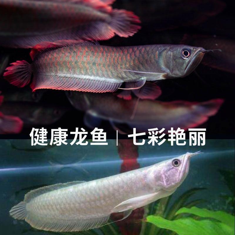 七彩银龙鱼活体观赏鱼苗招财热带风水鱼淡水中大型红龙金龙鱼
