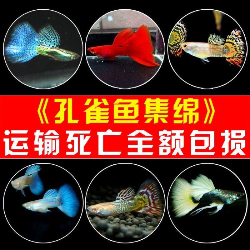热带鱼孔雀鱼观赏鱼活体小型淡水鱼繁殖胎生鱼