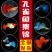 热带鱼孔雀鱼观赏鱼活体小型淡水鱼繁殖胎生鱼
