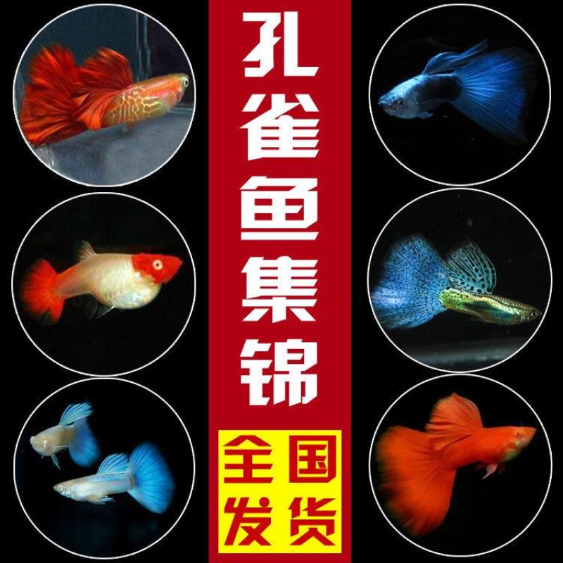 热带鱼孔雀鱼观赏鱼活体小型淡水鱼繁殖胎生鱼