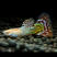 热带鱼孔雀鱼观赏鱼活体小型淡水鱼繁殖胎生鱼