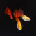 热带鱼孔雀鱼观赏鱼活体小型淡水鱼繁殖胎生鱼