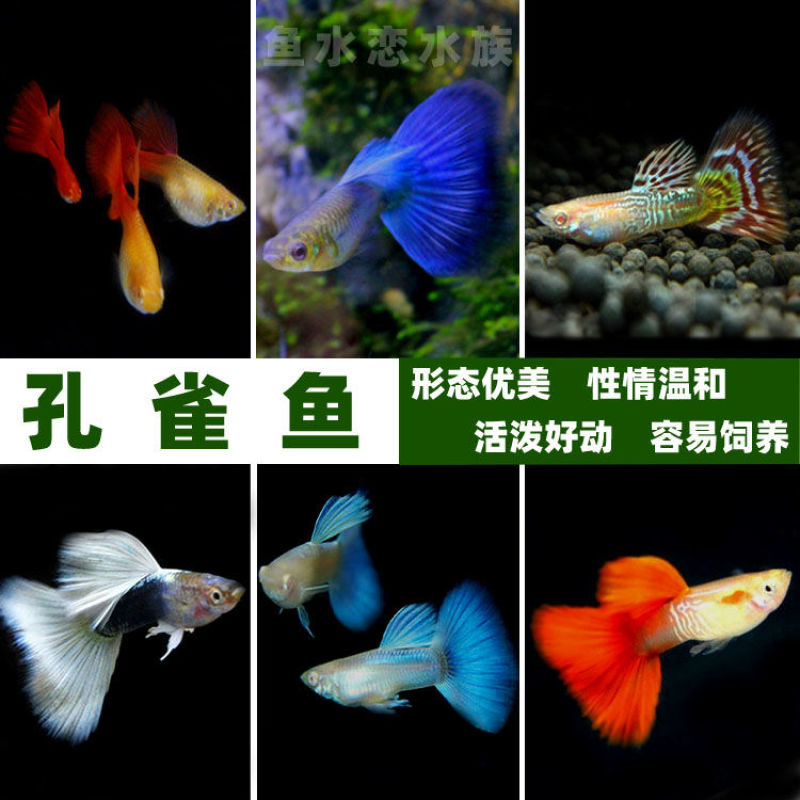 热带鱼孔雀鱼观赏鱼活体小型淡水鱼繁殖胎生鱼