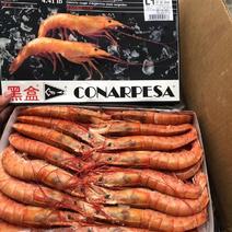 阿根廷红虾虾量大从优质量对接全国