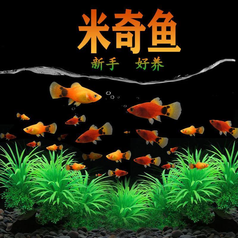 热带鱼观赏鱼红黄米奇鱼胎生鱼小型淡水鱼耐活好养