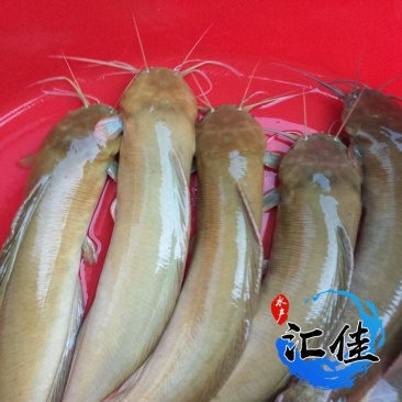 正宗本地塘鲺鱼苗塘角鱼苗三黄塘鲺杂交塘鲺鱼苗包邮