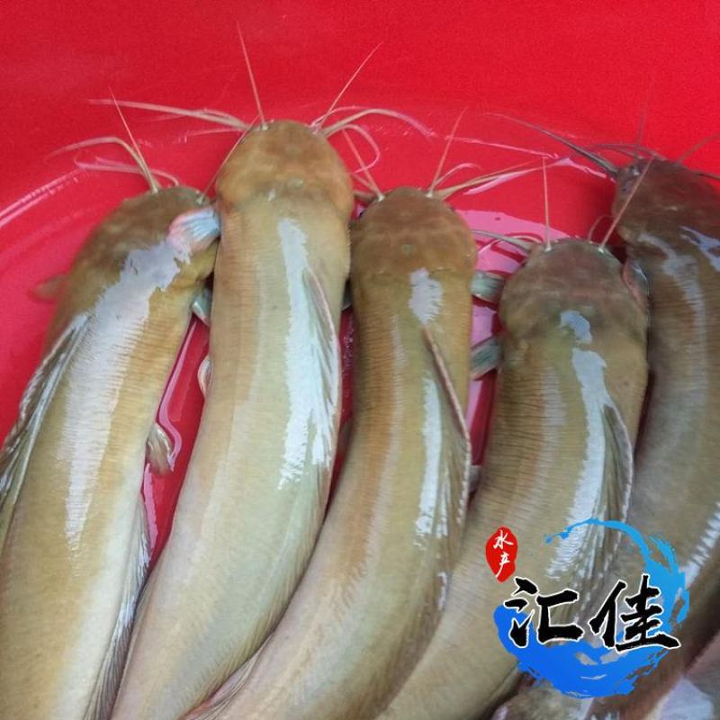 正宗本地塘鲺鱼苗塘角鱼苗三黄塘鲺杂交塘鲺鱼苗包邮