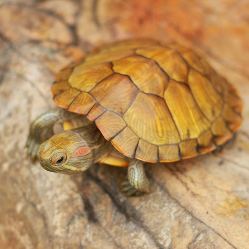 黄金巴西龟小乌龟活物宠物龟红耳龟苗情侣龟水龟长寿龟招财龟