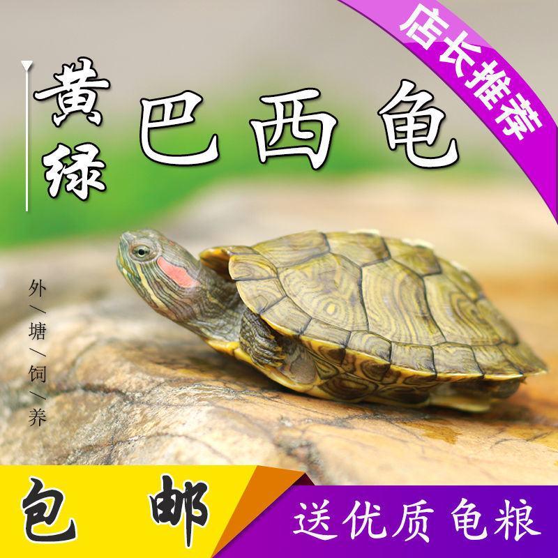 黄金巴西龟小乌龟活物宠物龟红耳龟苗情侣龟水龟长寿龟招财龟