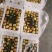 陕西冬枣大荔冬枣口感脆甜产地直供量大从优