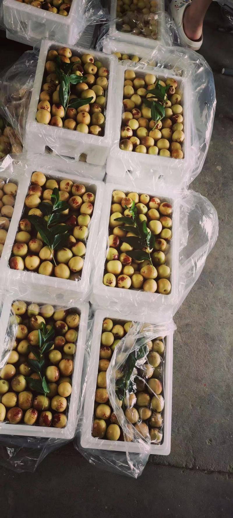陕西冬枣大荔冬枣口感脆甜产地直供量大从优