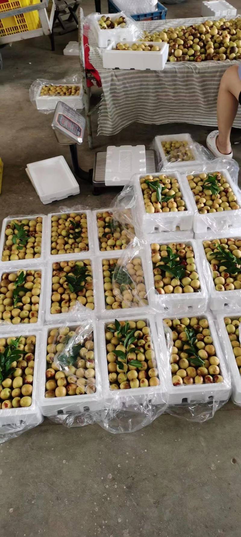 陕西冬枣大荔冬枣口感脆甜产地直供量大从优