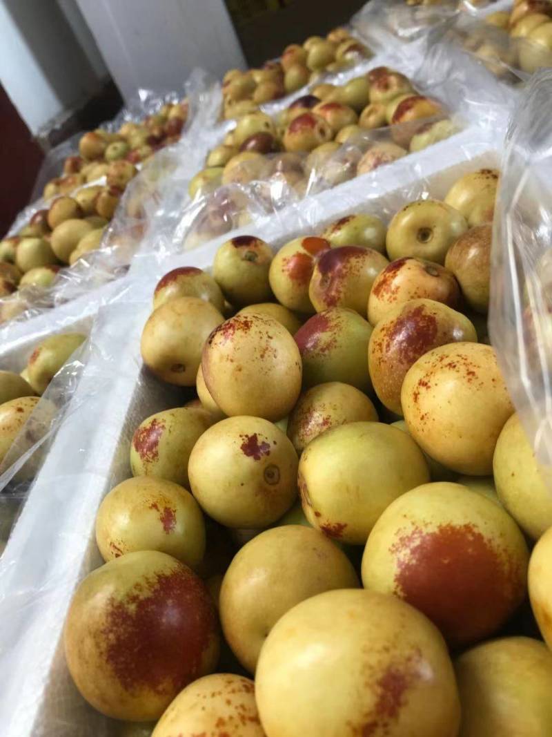 陕西冬枣大荔冬枣口感脆甜产地直供量大从优