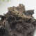石耳石耳中药材500g干净无沙野生优质黄山岩耳岩姑石壁